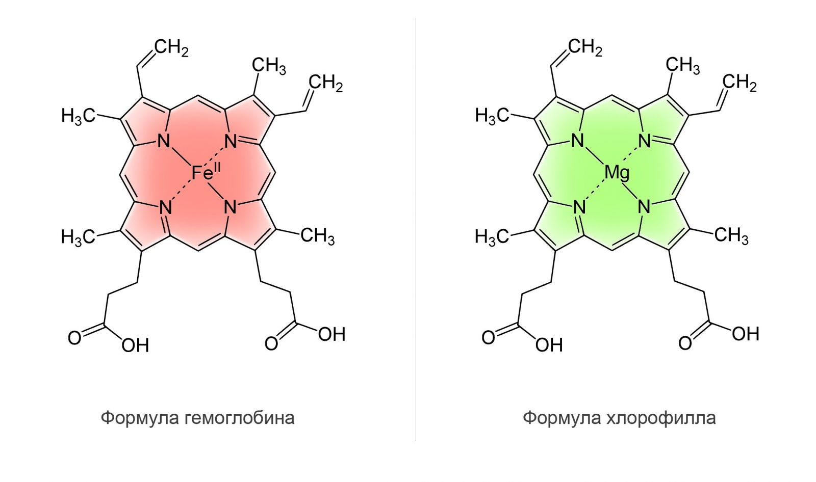 Chlorophyll Liquid — Жидкий Хлорофилл - 3