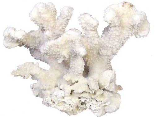 Coral Calcium — Коралловый Кальций - 28