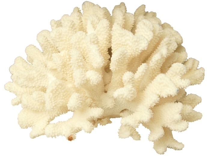 Coral Calcium — Коралловый Кальций - 27