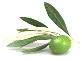 Olive Leaf — Листья Оливы - 16